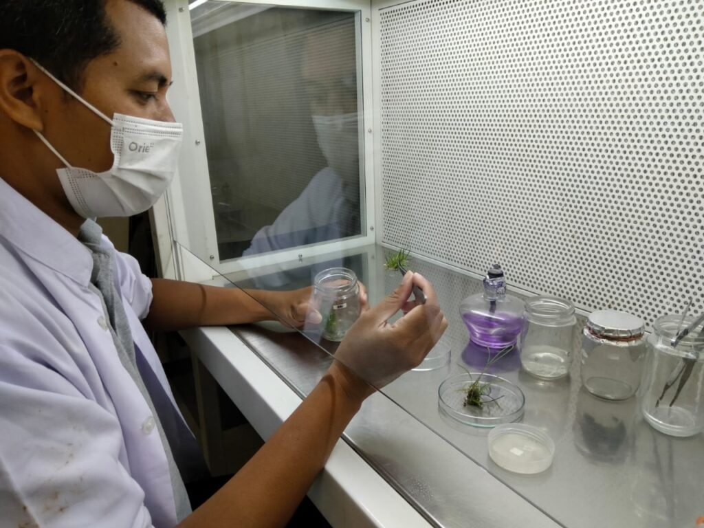 Penelitian perakitan Tebu Transgenik Tahan Kekeringan (Doc. CDAST)